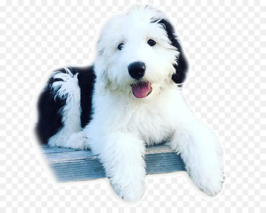 Perro Blanco Y Negro，Cachorro PNG