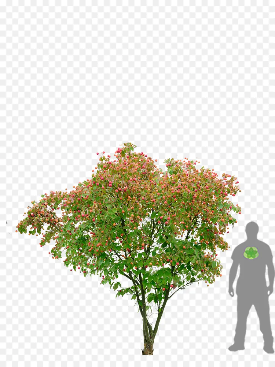 árbol Floreciente，Árbol PNG