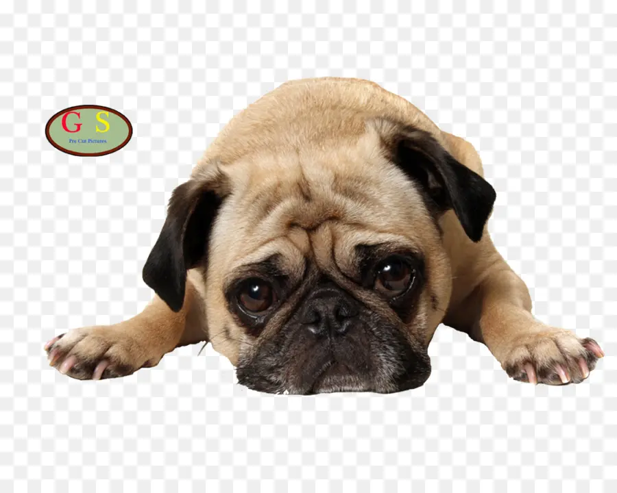 Pug，Una Fotografía De Stock PNG