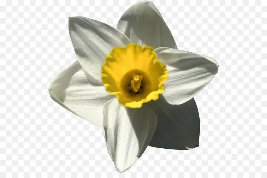 Narciso，Flor PNG