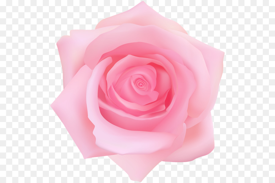 Rosa Rosa，Rosa PNG