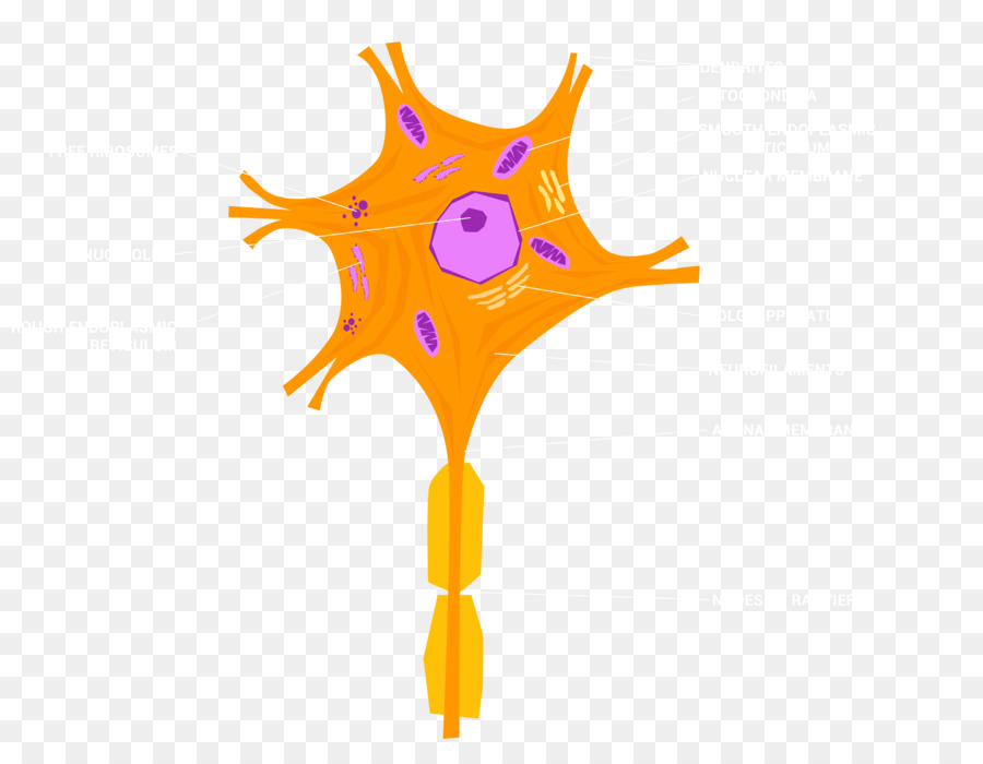 Neurona，Celúla PNG