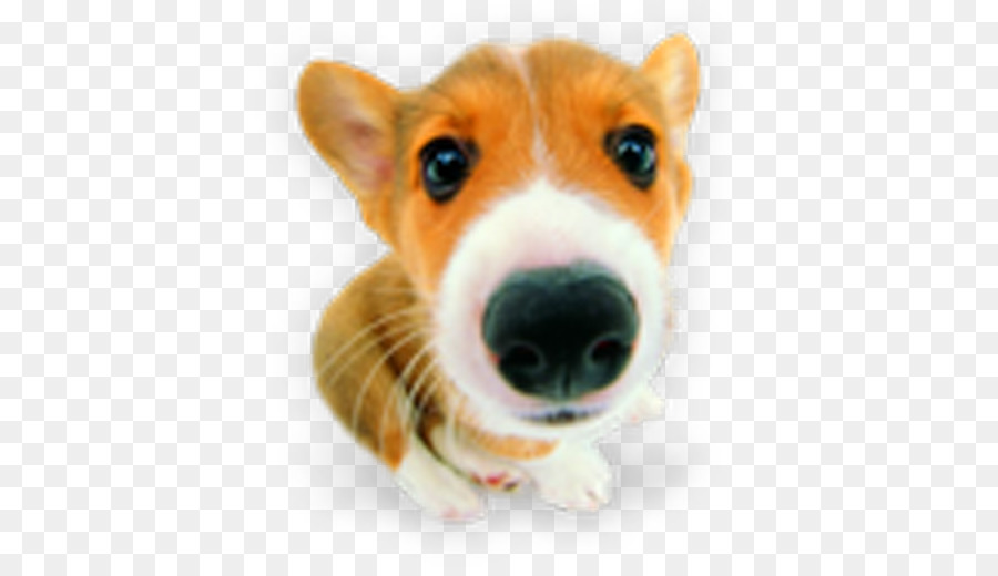 Cachorro，Pembroke Welsh Corgi PNG