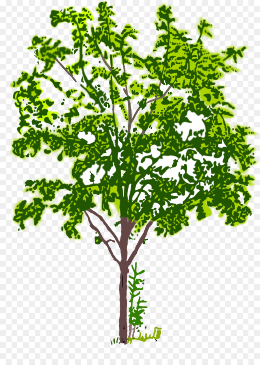 Árbol，Hojas PNG