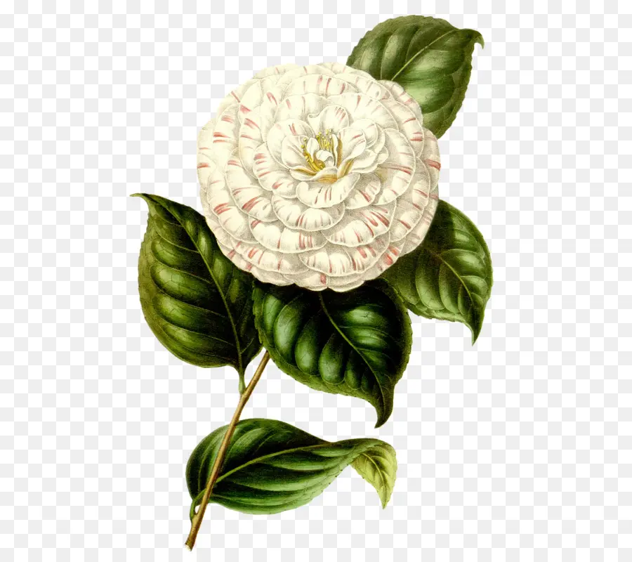 Flor，La Botánica PNG
