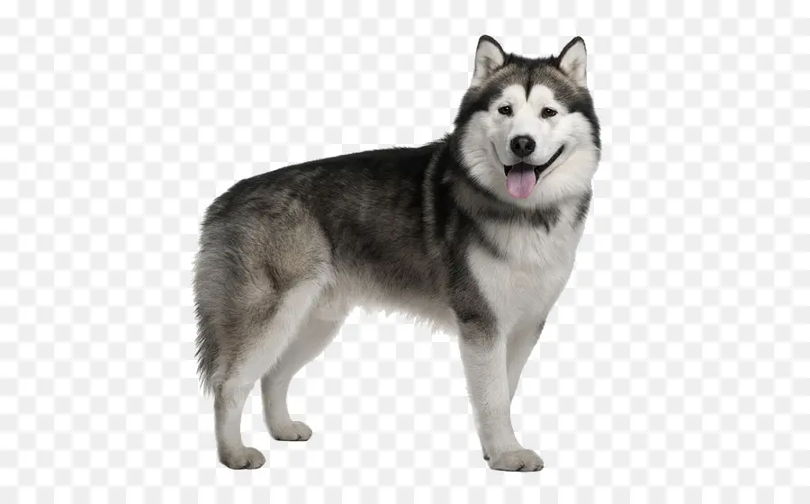 El Malamute De Alaska，Husky Siberiano PNG