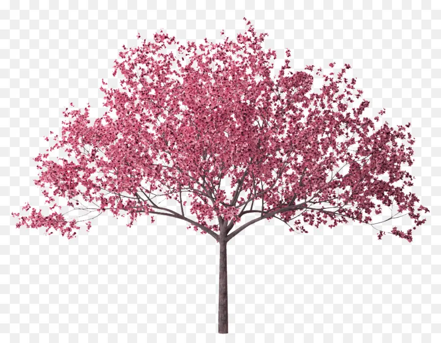 Árbol De Flores Rosadas，Florecer PNG