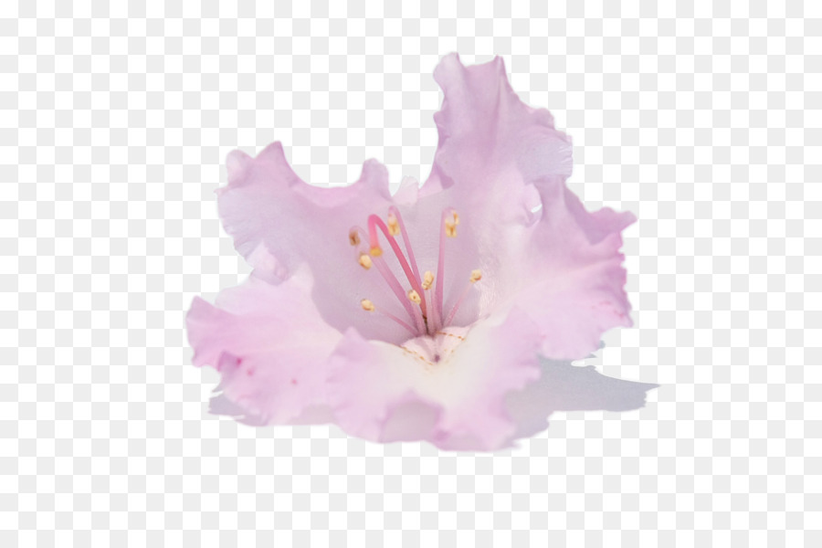 Hibiscus，Azalea PNG