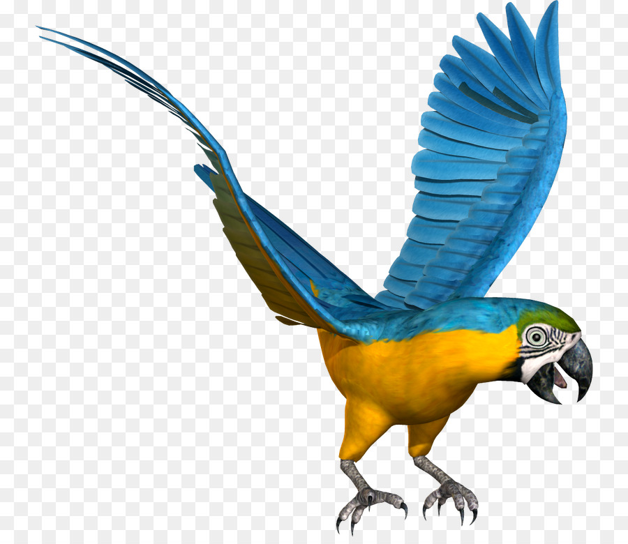 Budgericar，Guacamayo PNG