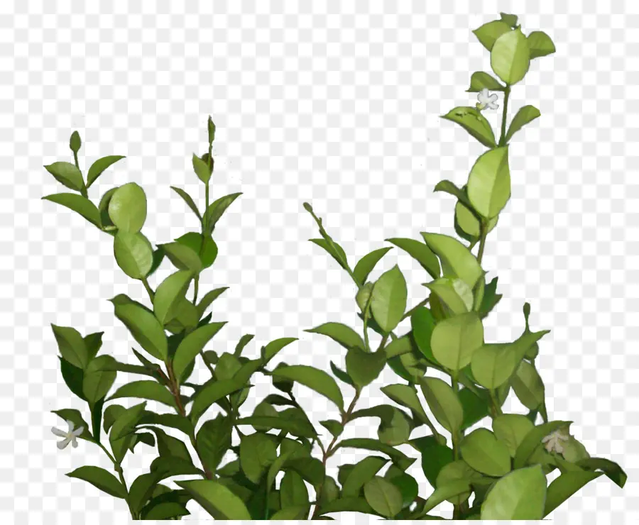 Planta Verde，Hojas PNG