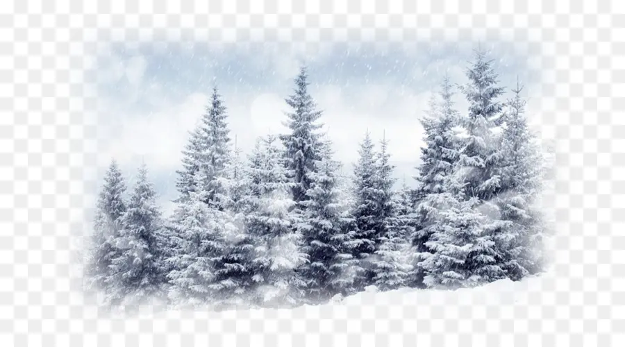 árboles Nevados，Invierno PNG