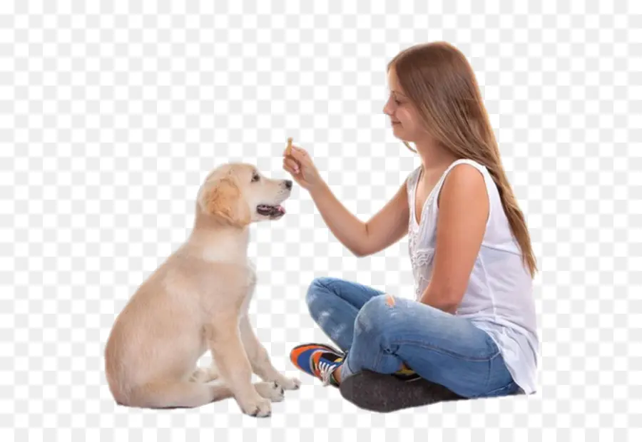 Perro，Cachorro PNG