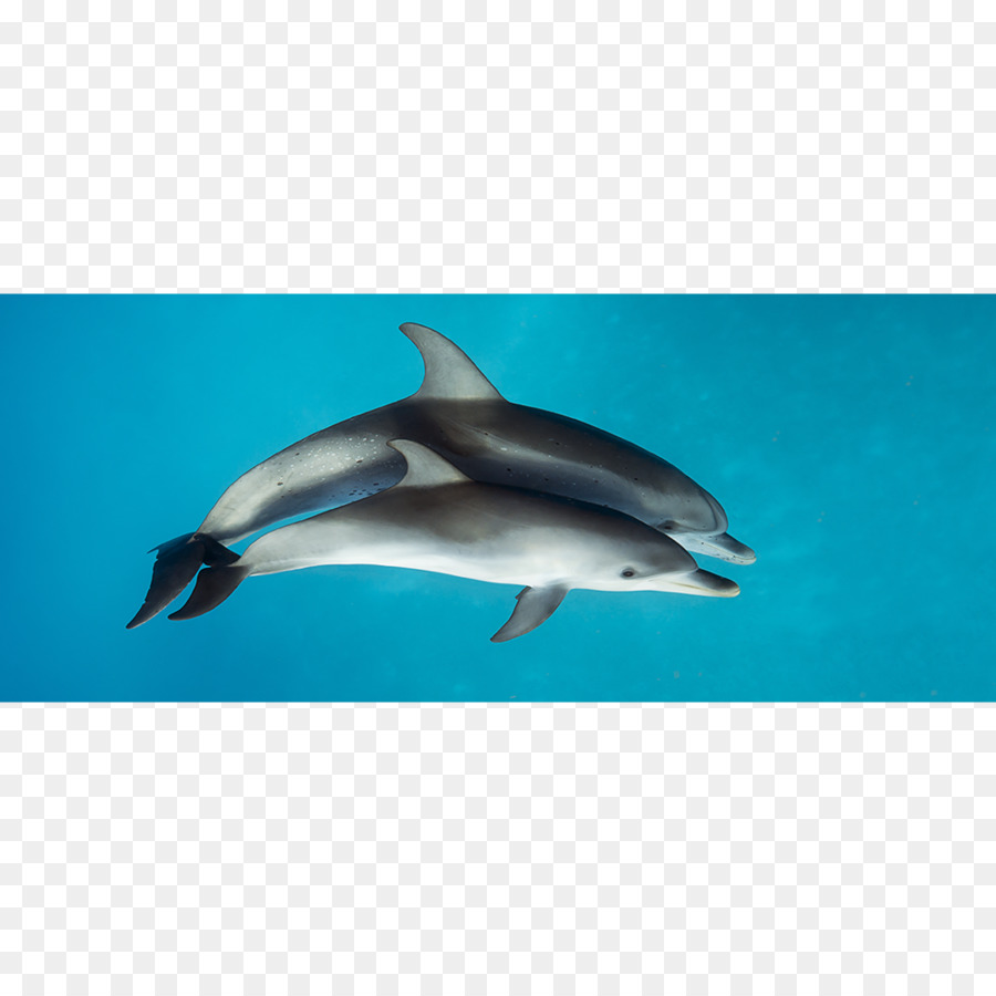 Spinner Dolphin，Delfín Listado PNG