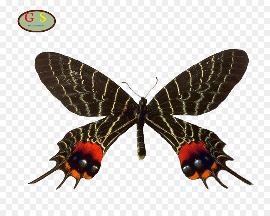 Mariposa，Bhutanitis Lidderdalii PNG