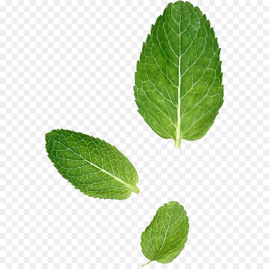 Hoja，Menta PNG