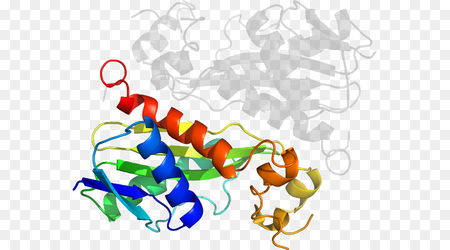 Proteína，Molécula PNG