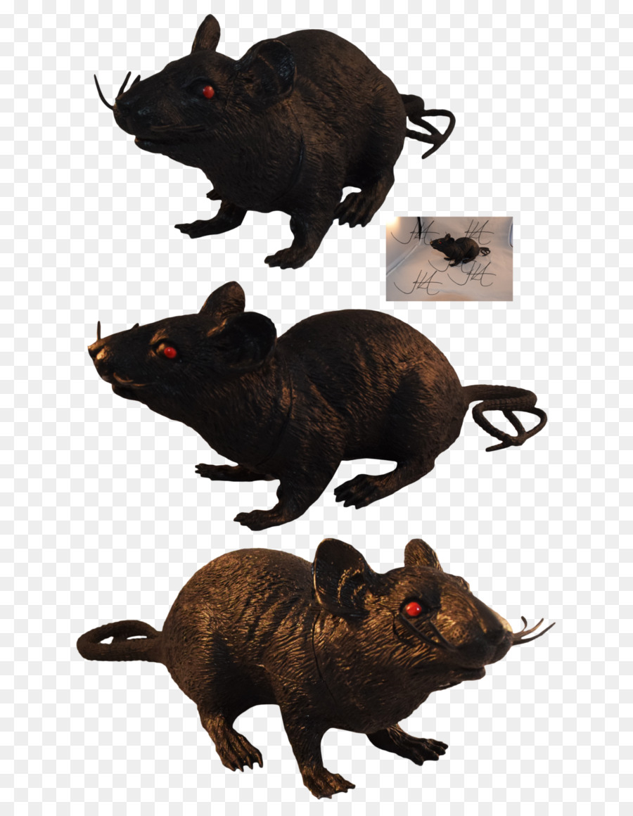 Rata Negra，Roedor PNG