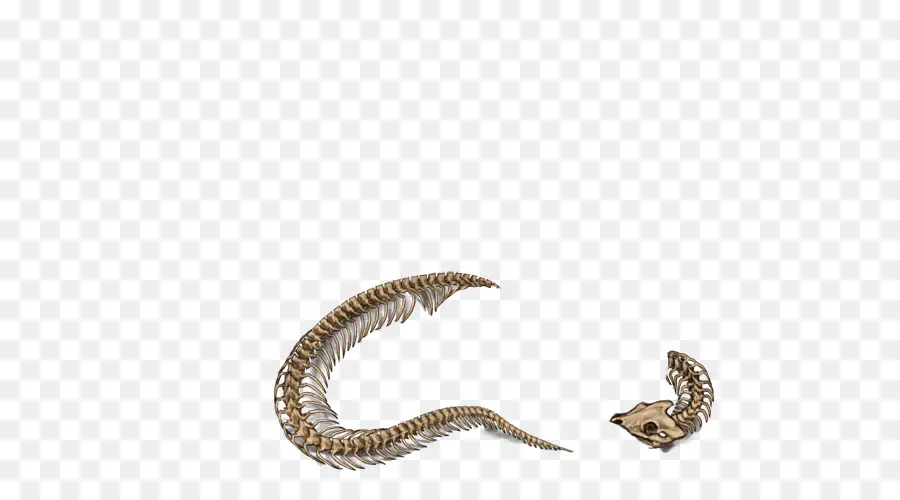 La Serpiente，Snake Skeleton PNG