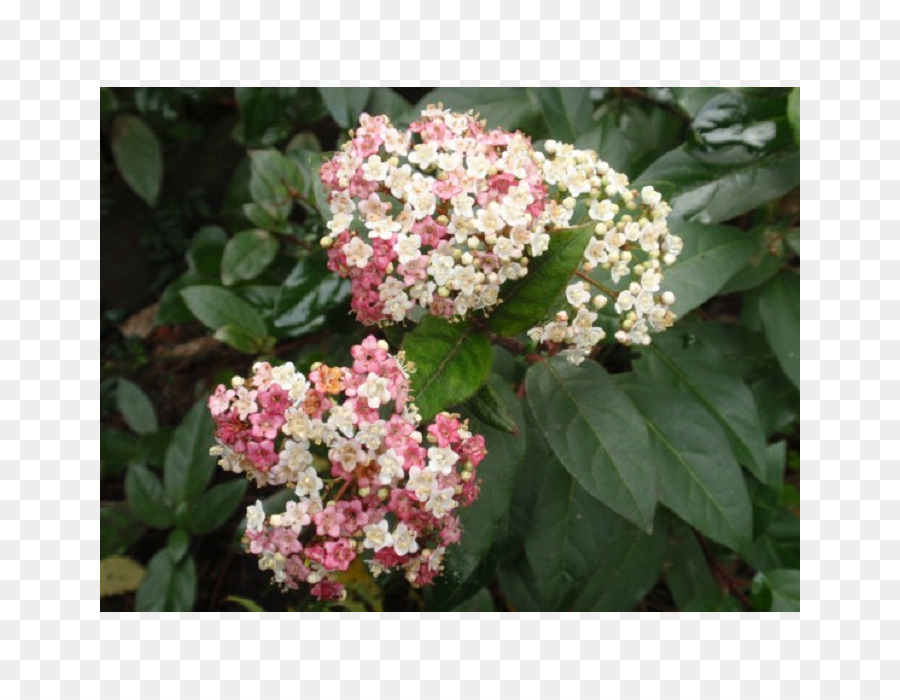 Hortensia Serrata，Viburnum Lentago PNG