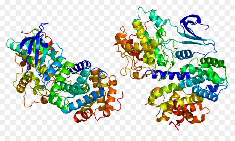 Estructura De La Proteína，Molécula PNG