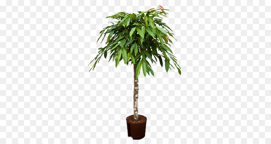 Planta De Casa，Arecaceae PNG