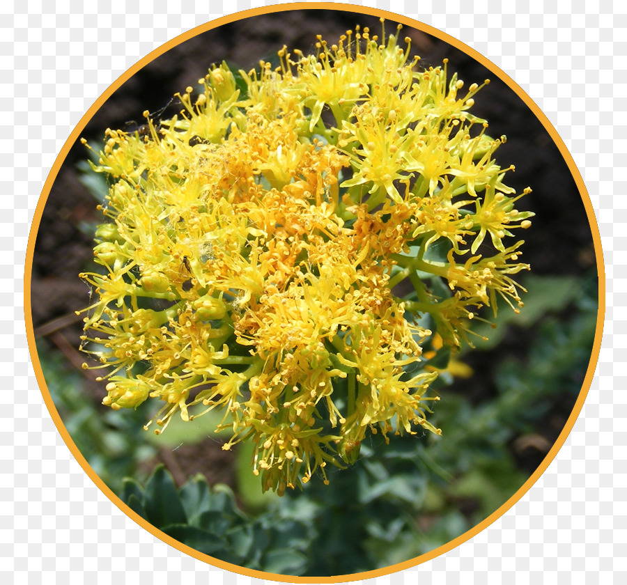 Rhodiola Rosea，Adaptógeno PNG