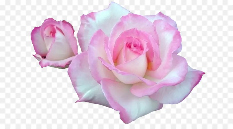 Las Rosas De Jardín，Rosas Centifolia PNG