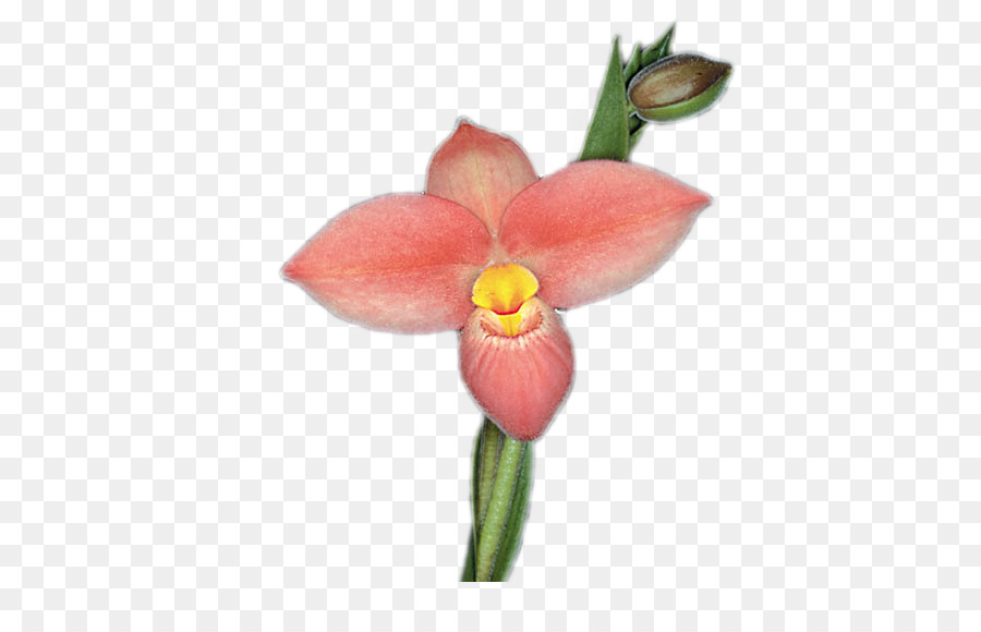 La Polilla De Las Orquídeas，Orchidea PNG