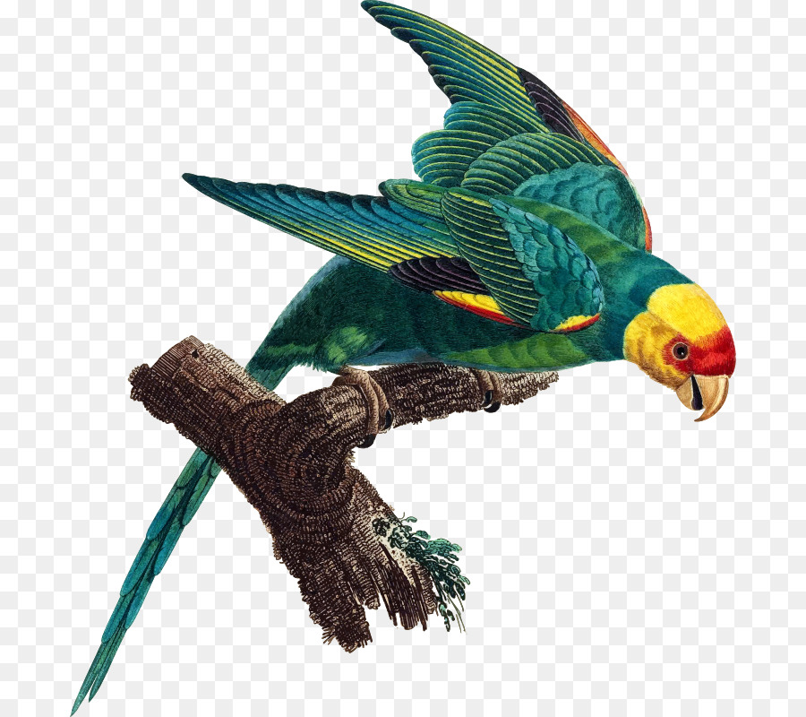 Loro，Pájaro PNG