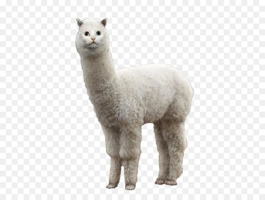 Llama，Alpaca PNG