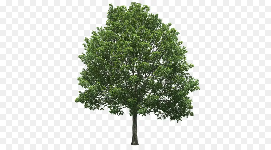 Árbol，Planta PNG