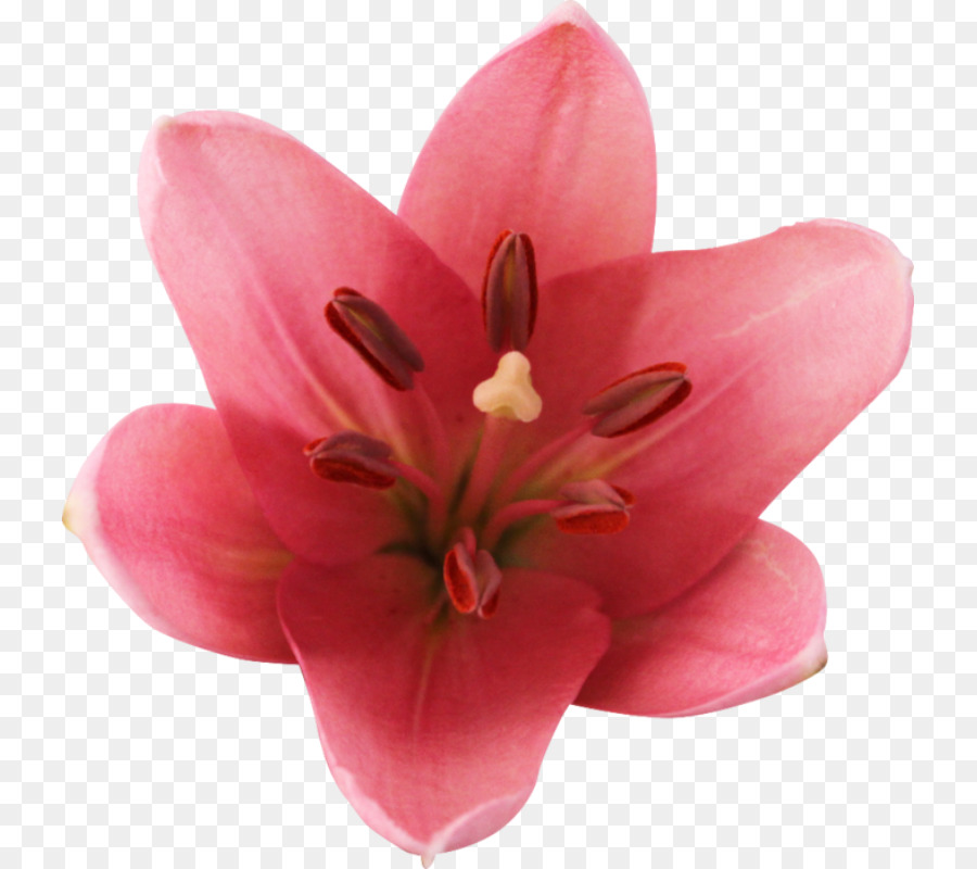 Lilio，Flor PNG