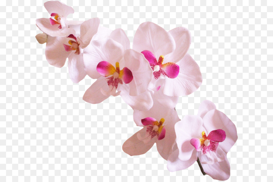 Las Orquídeas，El éxito Con Las Orquídeas PNG