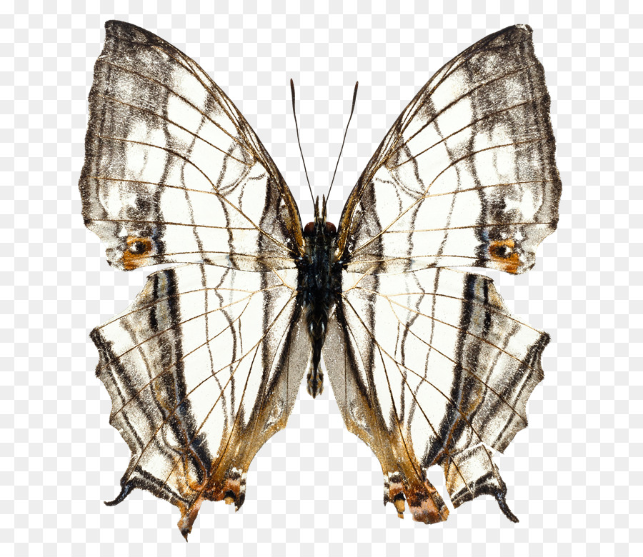 Mariposa，Una Fotografía De Stock PNG