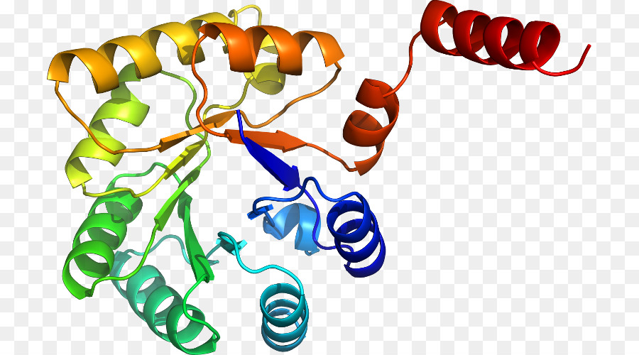 Estructura De La Proteína，Biología PNG