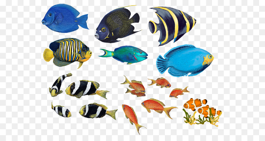 Los Peces，Bajo PNG