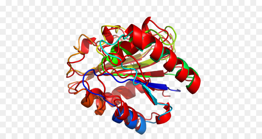 Estructura Proteica，Molécula PNG