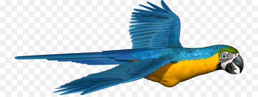 Guacamayo，Perico PNG