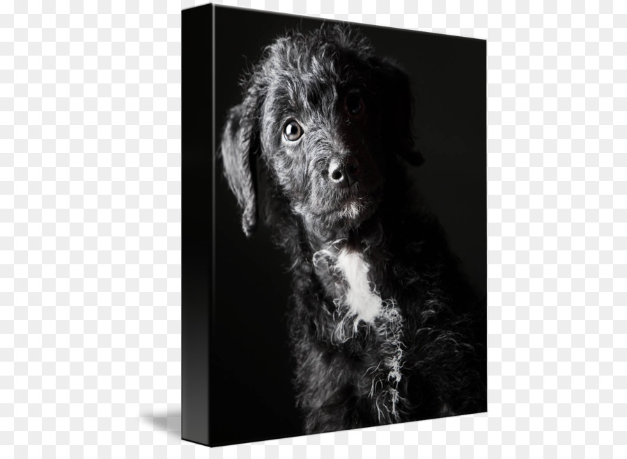 Schnoodle，Boykin Spaniel PNG