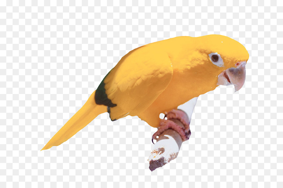 Periquito，Pájaro PNG