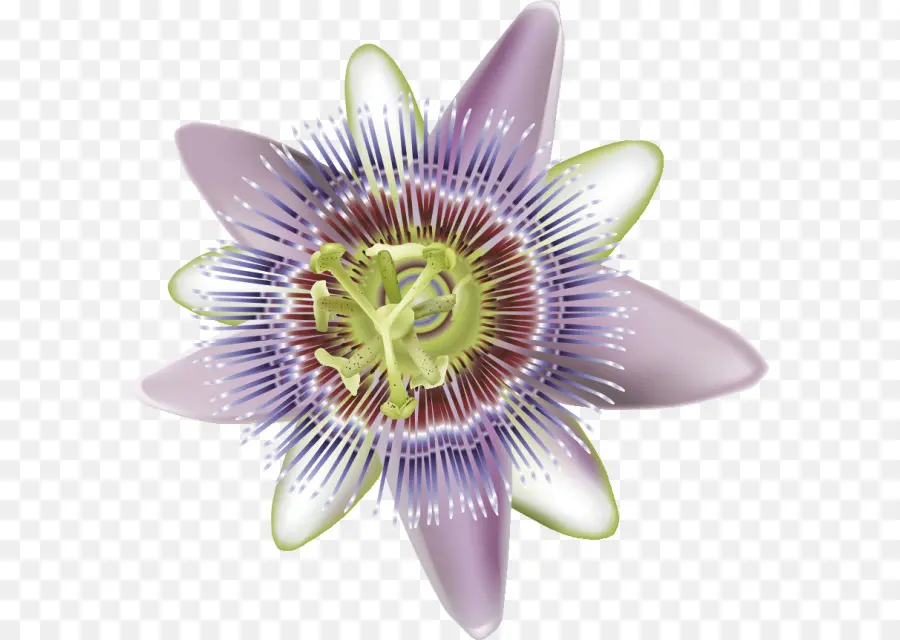 Flor De La Pasión，Púrpura PNG