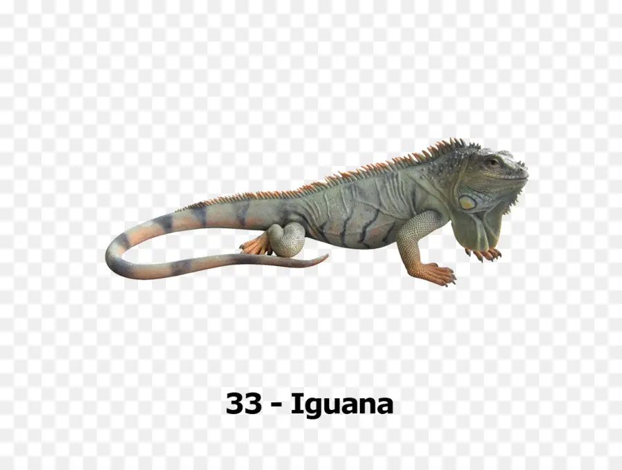 Iguana Verde，Reptil PNG