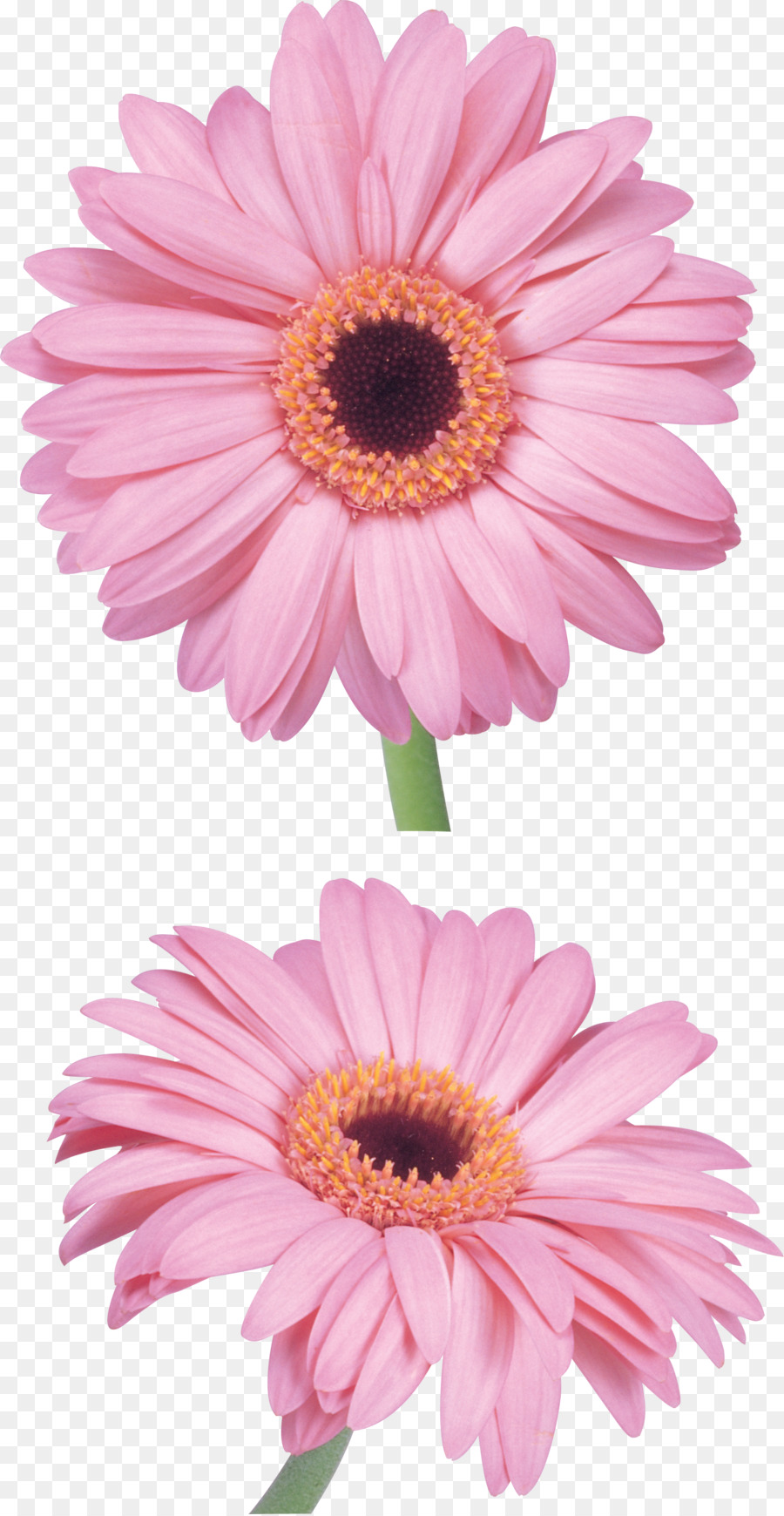 Flores Rosadas，Florecer PNG