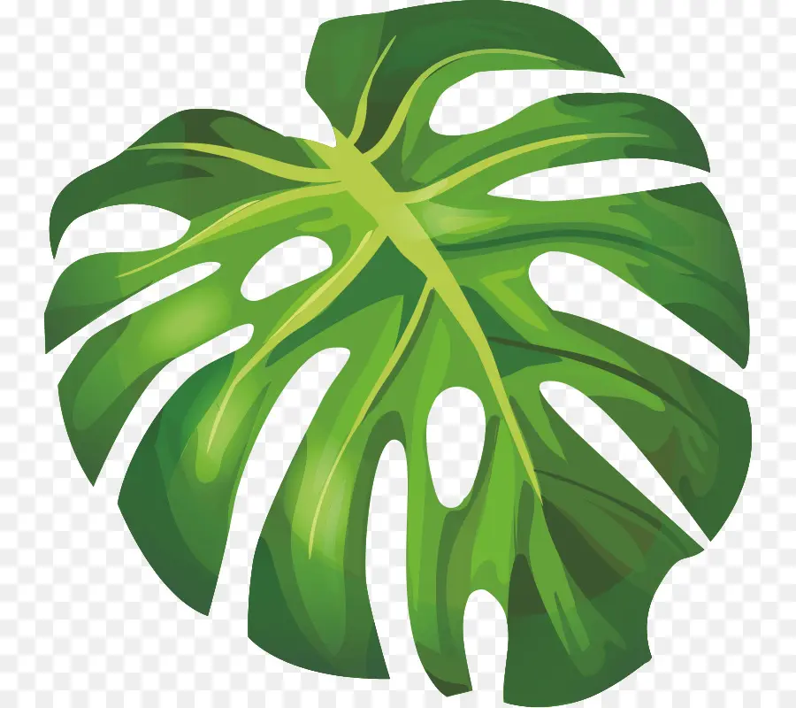 Hoja De Plátano，Arecaceae PNG