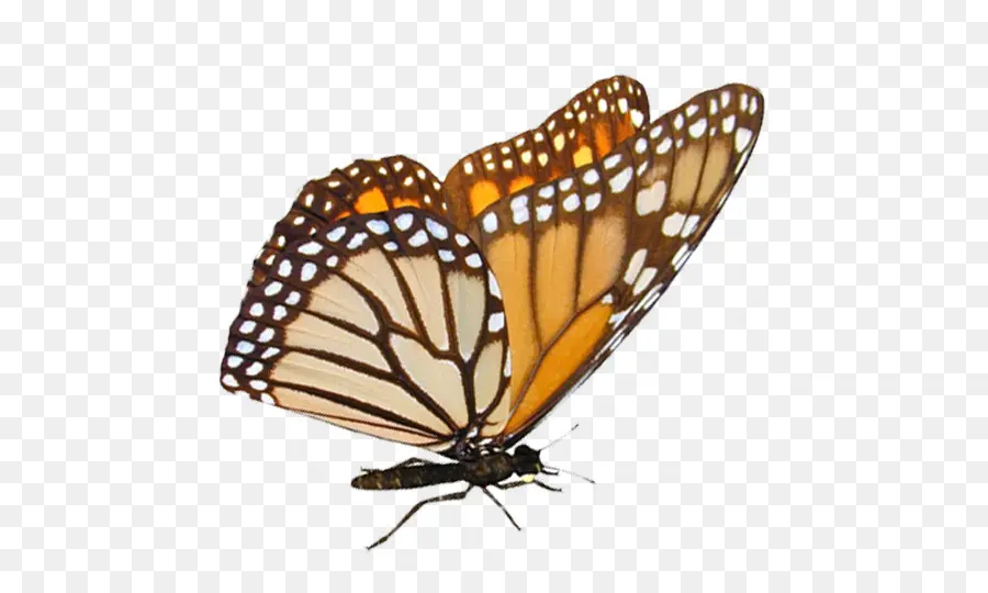 La Mariposa Monarca，Pieridae PNG