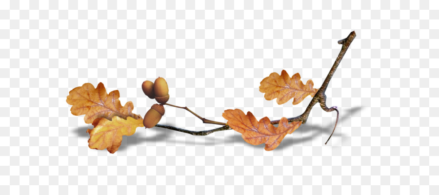 Otoño，Verano PNG