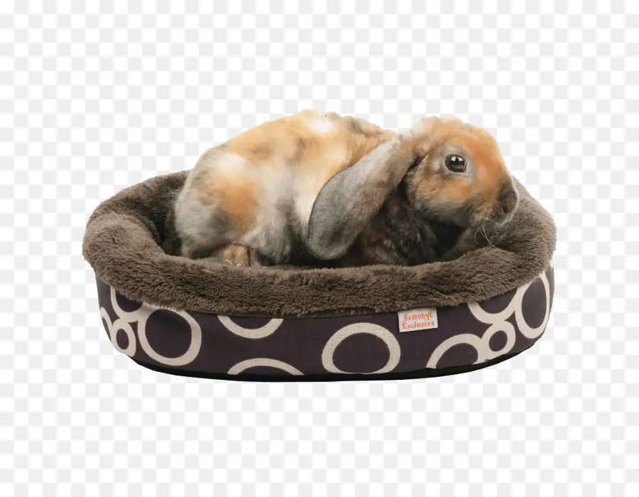 Lindo Conejo，Cama Para Mascotas PNG