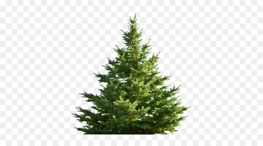 Nordmann Fir，árbol PNG