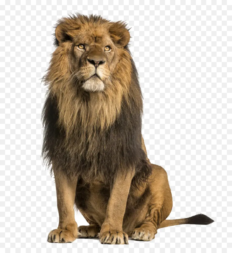 León，Una Fotografía De Stock PNG