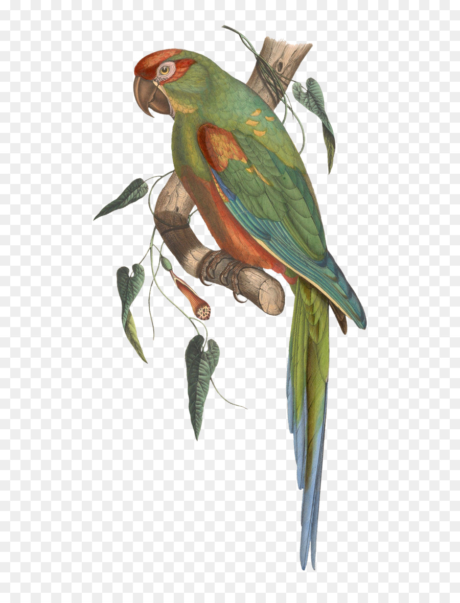 Loros，Guacamayo PNG